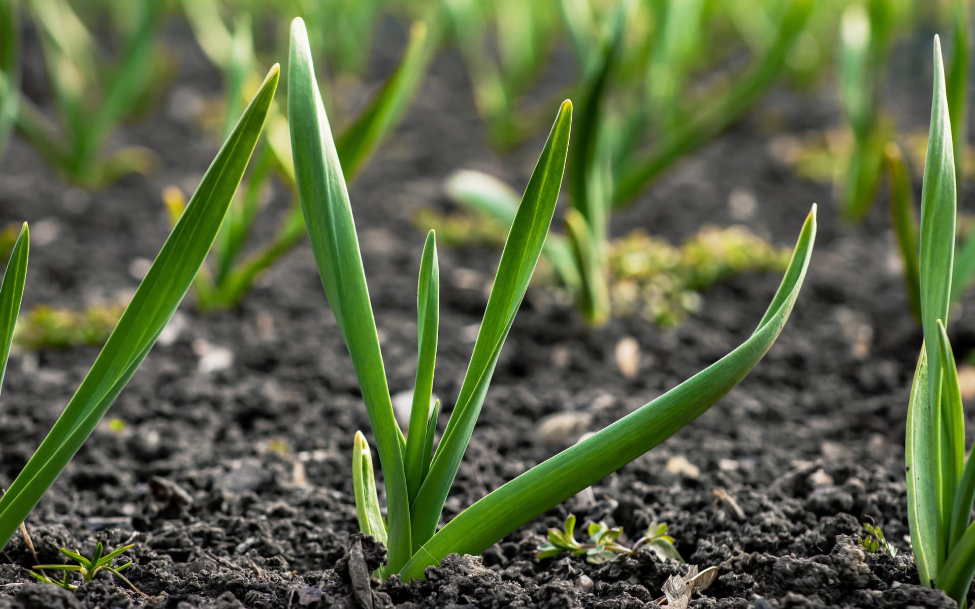 영천마늘융복합센터