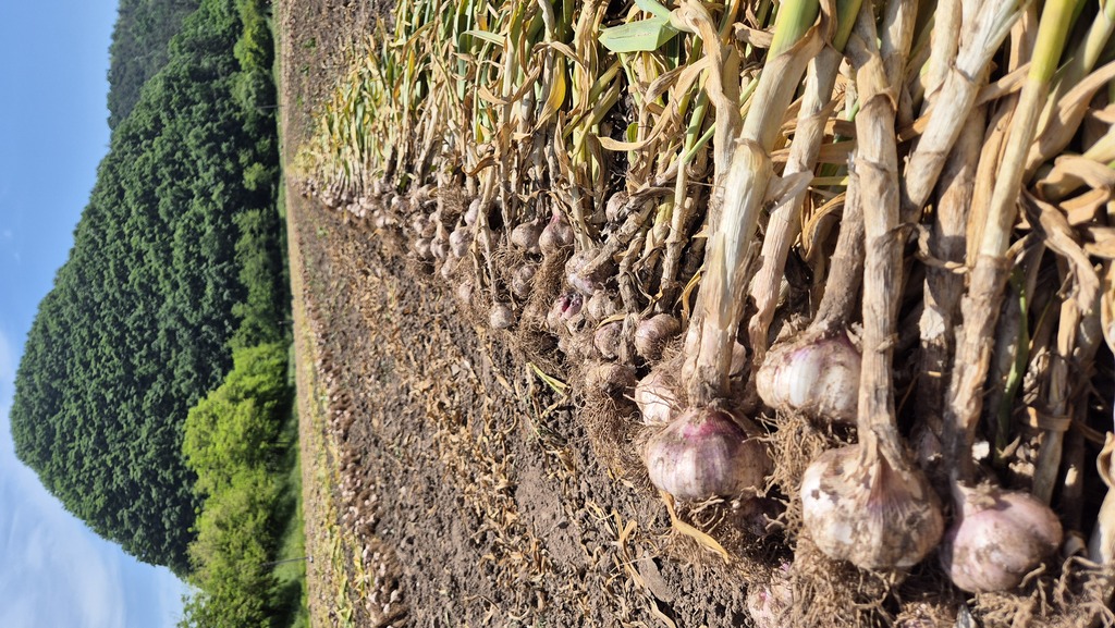 영천마늘융복합센터
